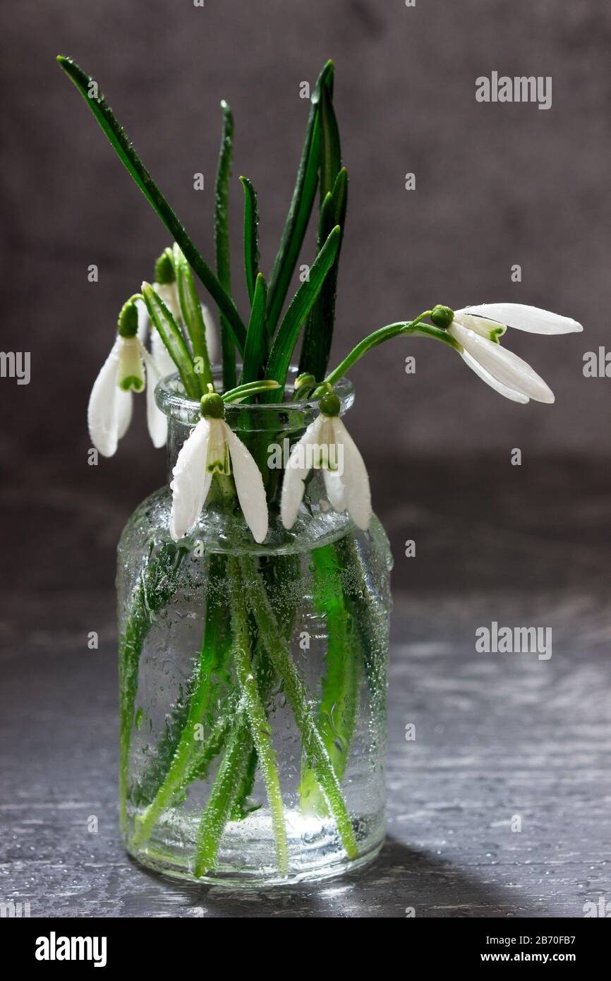 Bouquet di gocce di neve in vaso di vetro, concetto di primavera. Foto Stock