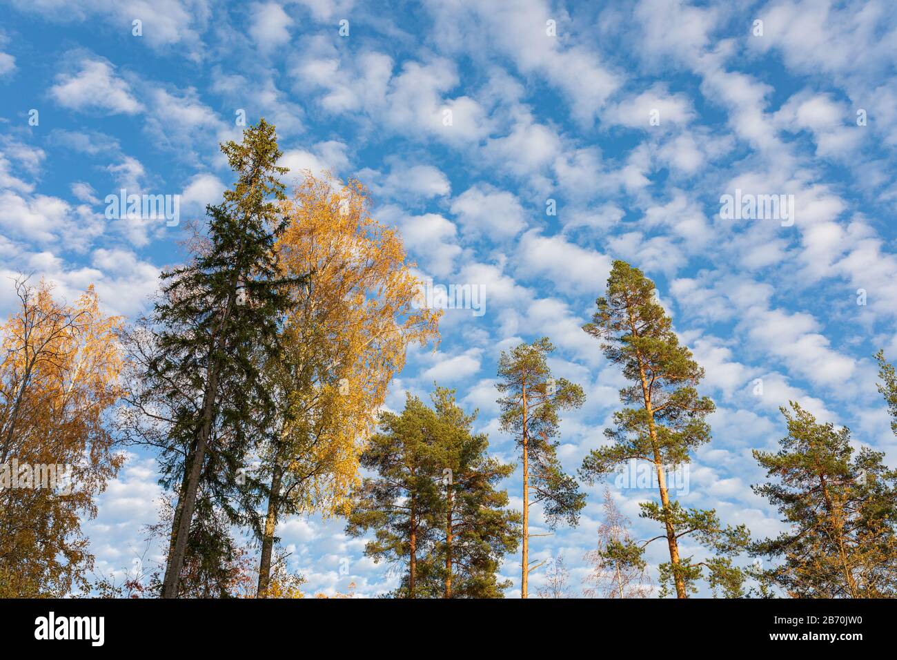 Alberi contro le nuvole cirrocumuli in autunno Foto Stock