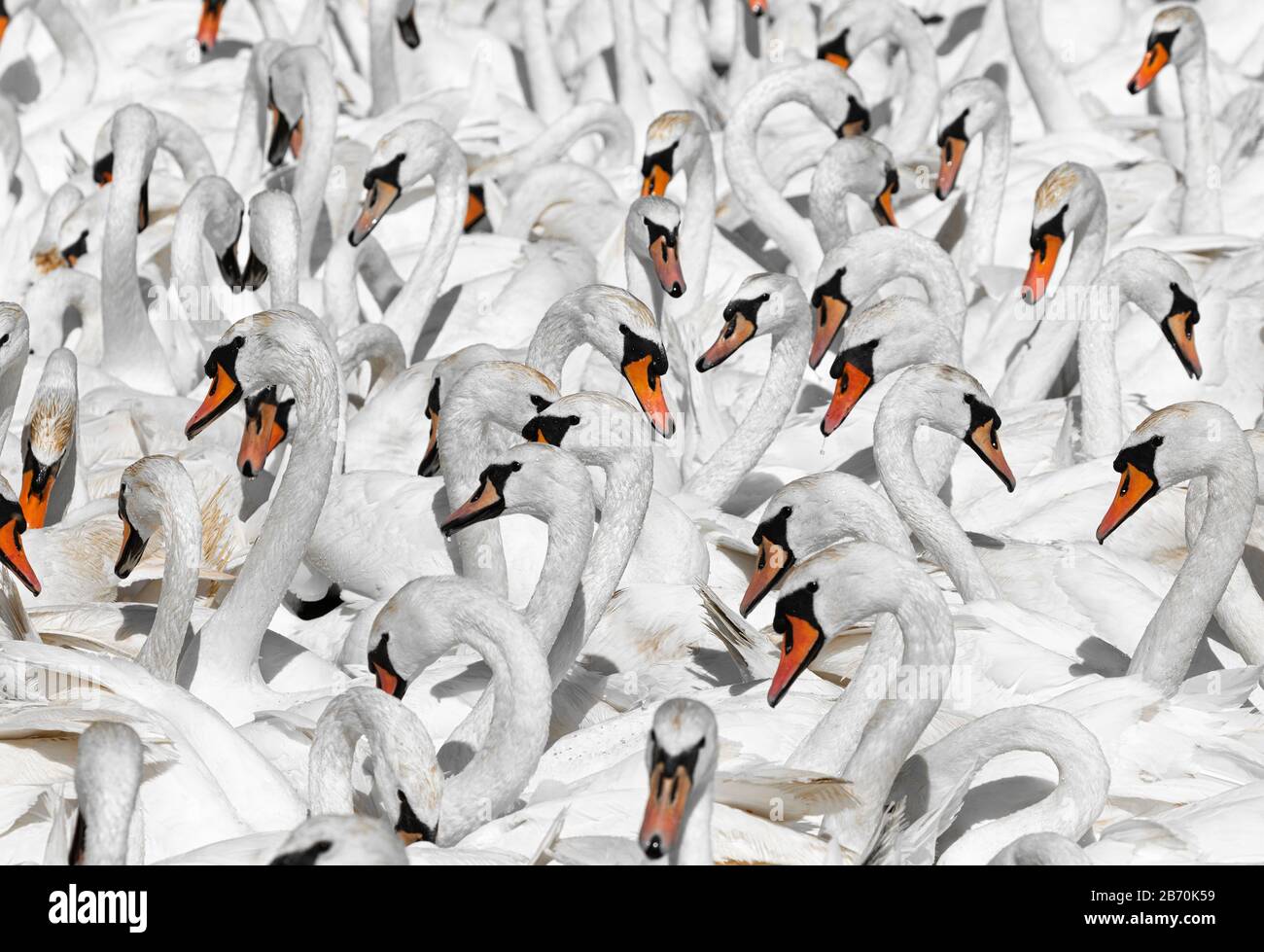 Flock of Mute Swans (Cygnus olor), Abbotsbury Swannery, Dorset, Inghilterra Foto Stock