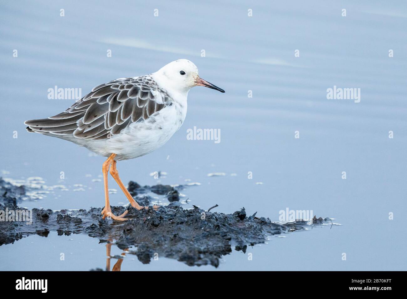 Ruff (Philomachus pugnax) a RSPB Lodmoor, Weymouth, Dorset, Inghilterra Foto Stock