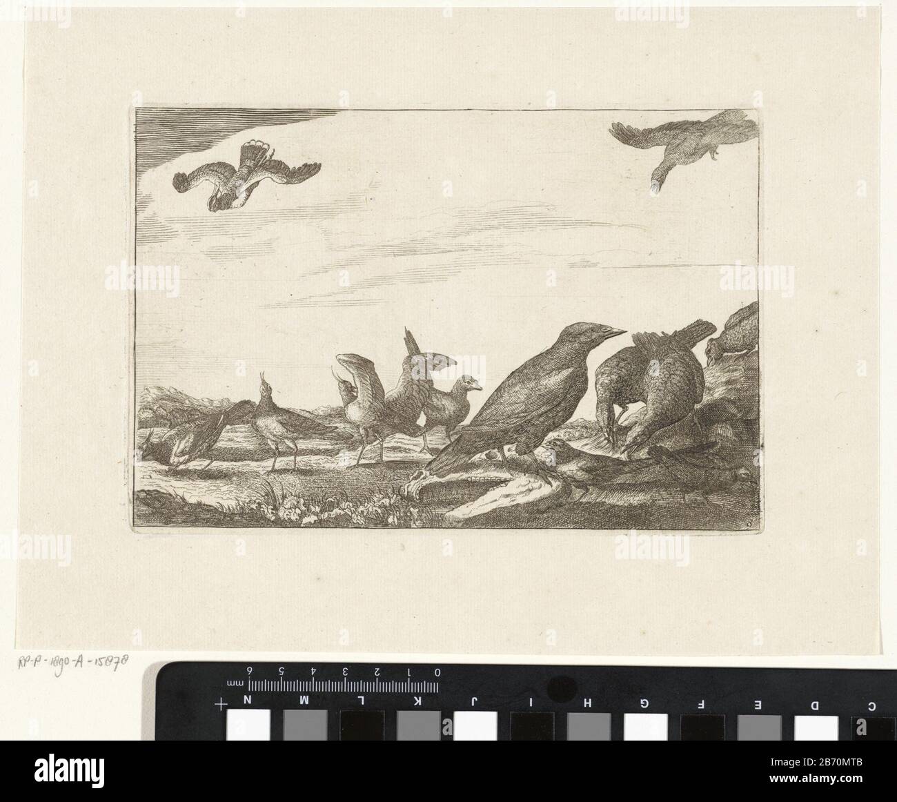 Kraai en groep fazanten Verschillende vogels (seriettel) Diversarum avium perfectissimae figurae () (serietitel) Kraai en een groep fazanten. Produttore : Pentmaker: Pieter Schenk (i) (toegeschreven aan)naar tekening van: Francis Barlowuitgever: Pieter Schenk (i)Plats manufacturing: Amsterdam Dating: 1675 - 1711 Materiale: Papier Techniek: Etsen dimensioni: Plaatand: H 135 mm × b 200 mm Soggetto: Walker e uccelli: Uccelli corridori: Fagiasantantantchi Foto Stock