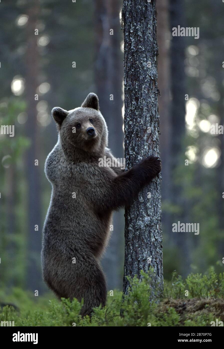 animali, artos, orso, marrone, fauna, foresta, grizzly, mammiferi, natura, predatori, estate, urso, selvaggio, vita selvaggia, natura selvaggia, fauna selvatica, adulto, autunno, Foto Stock