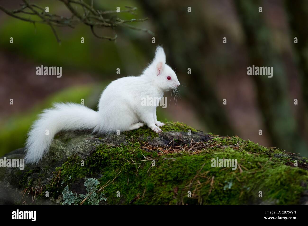 Scoiattolo rosso eurasiatico (albino) Foto Stock