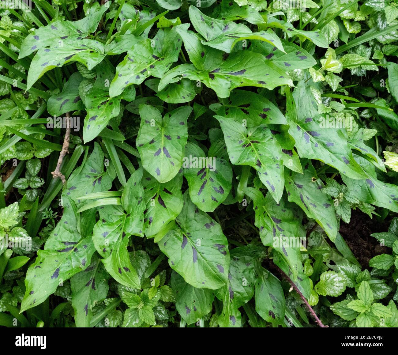 Le foglie della testa della freccia maculatum maculatum del cucuculo o dei signori e delle Signore in un legno del Somerset in primavera Foto Stock