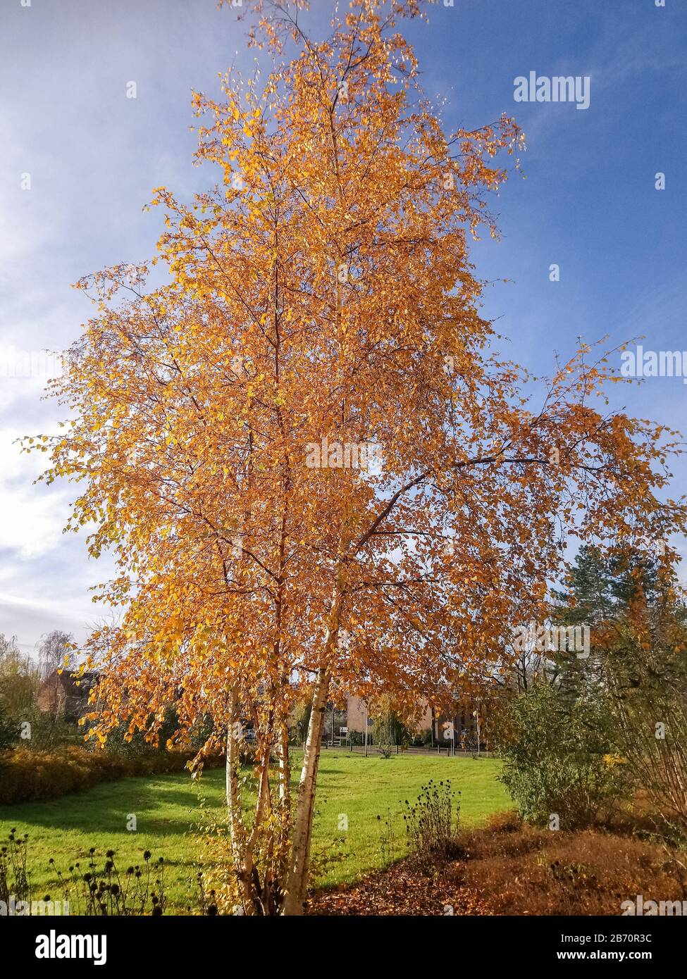 Betulla con bel fogliame dorato in una giornata di sole nel tardo autunno Foto Stock