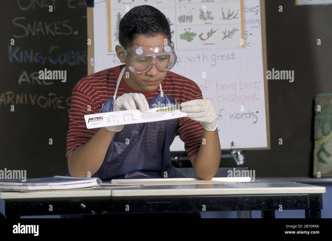 Lo studente ispanico maschio nella classe di scienza della scuola media indossa occhiali di sicurezza e guanti protettivi durante l'esperimento. ©Bob Daemmrich Foto Stock