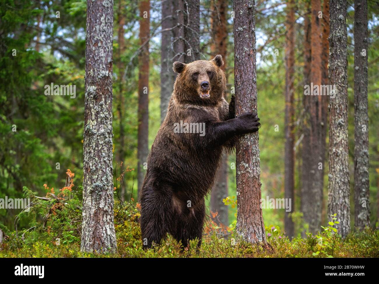 animali, artos, orso, marrone, fauna, foresta, grizzly, mammiferi, natura, predatori, estate, urso, selvaggio, vita selvaggia, natura selvaggia, fauna selvatica, adulto, autunno, Foto Stock