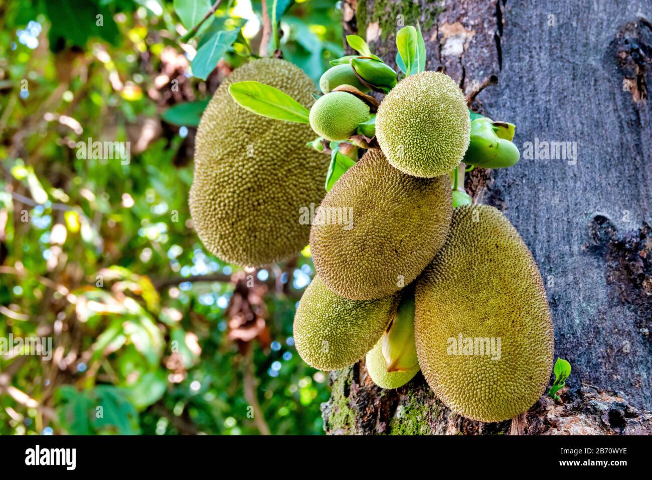 Jackfruit (Artocarpus eterophyllus) appeso ad un albero Foto Stock