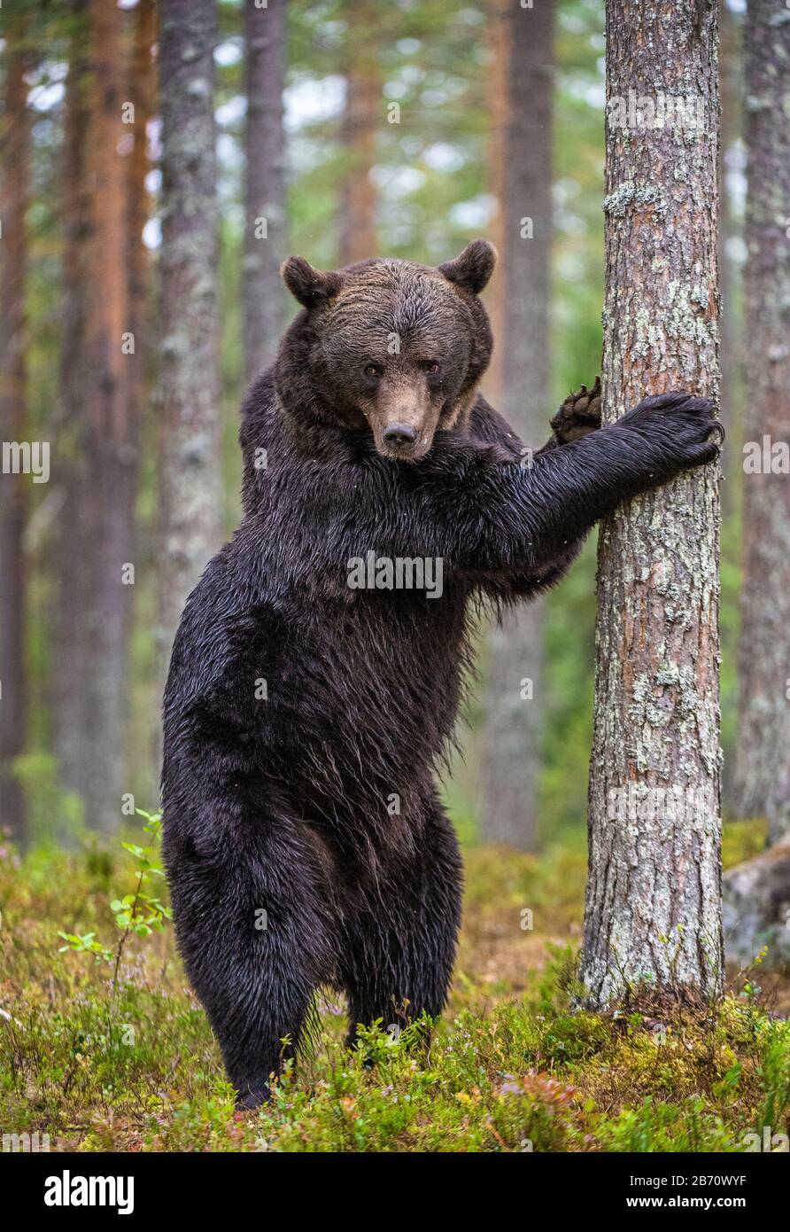 animali, artos, orso, marrone, fauna, foresta, grizzly, mammiferi, natura, predatori, estate, urso, selvaggio, vita selvaggia, natura selvaggia, fauna selvatica, adulto, autunno, Foto Stock