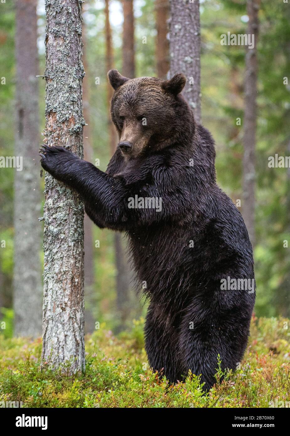 animali, artos, orso, marrone, fauna, foresta, grizzly, mammiferi, natura, predatori, estate, urso, selvaggio, vita selvaggia, natura selvaggia, fauna selvatica, adulto, autunno, Foto Stock