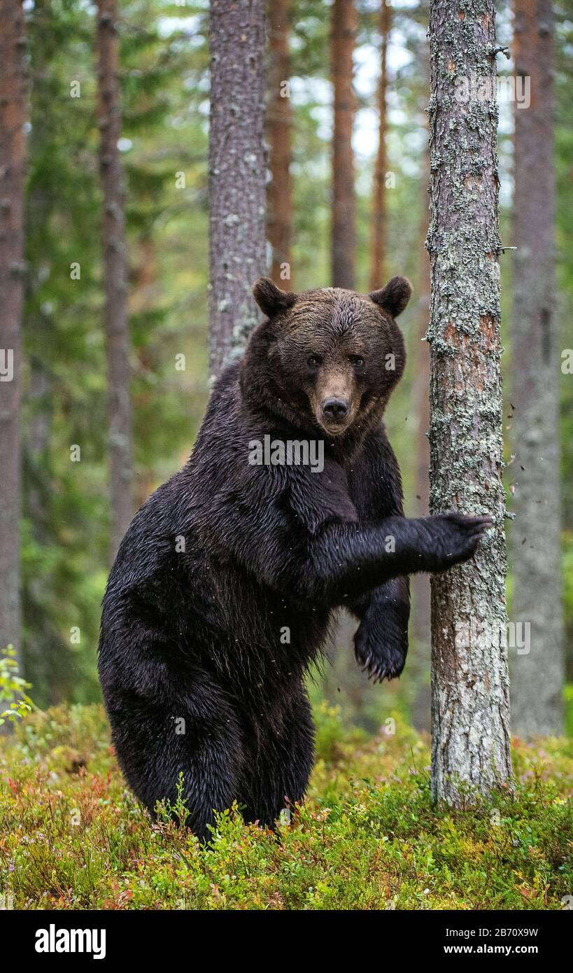 animali, artos, orso, marrone, fauna, foresta, grizzly, mammiferi, natura, predatori, estate, urso, selvaggio, vita selvaggia, natura selvaggia, fauna selvatica, adulto, autunno, Foto Stock