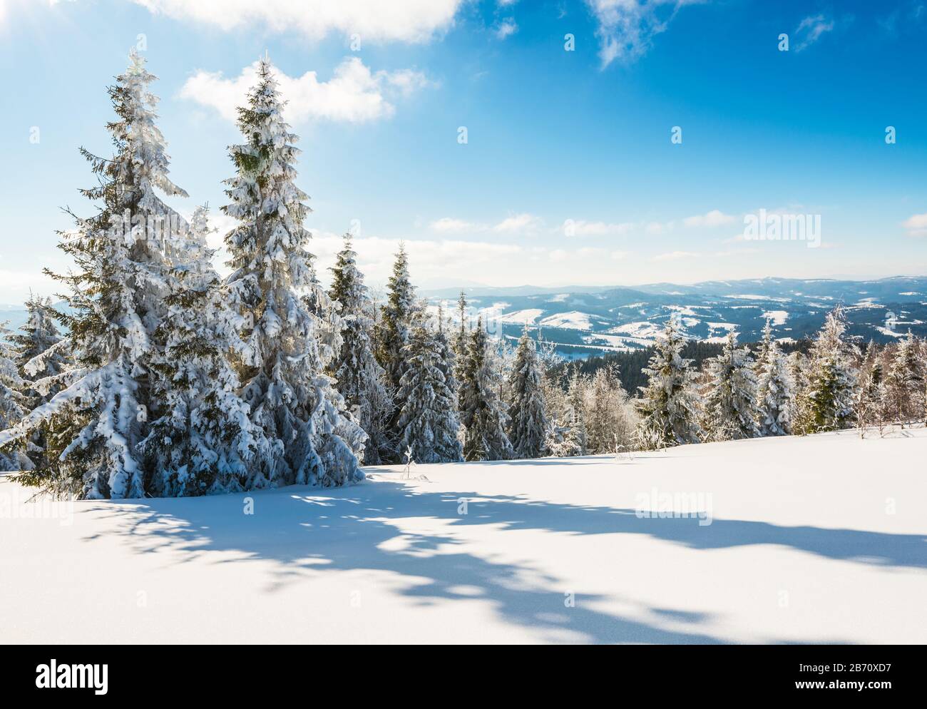 Alti e sottili abeti innevati crescono su una foresta collinare innevata in una soleggiata giornata invernale ghiacciata. Viaggio concettuale verso luoghi aspre e inesplorati del pianeta Foto Stock