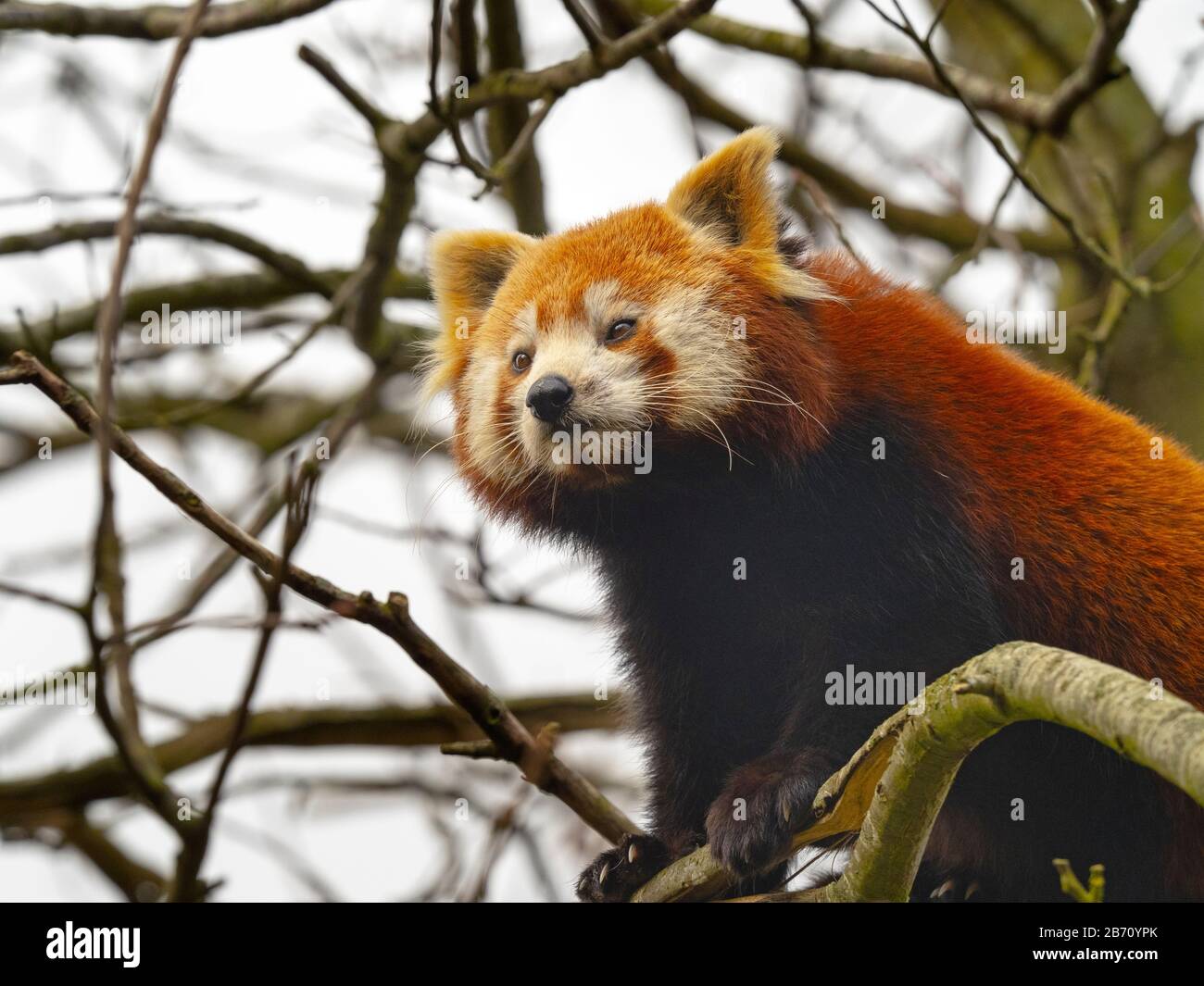 Panda rosso Ailurus fulgens a mangiare le foglie di bambù (prigioniero) Foto Stock