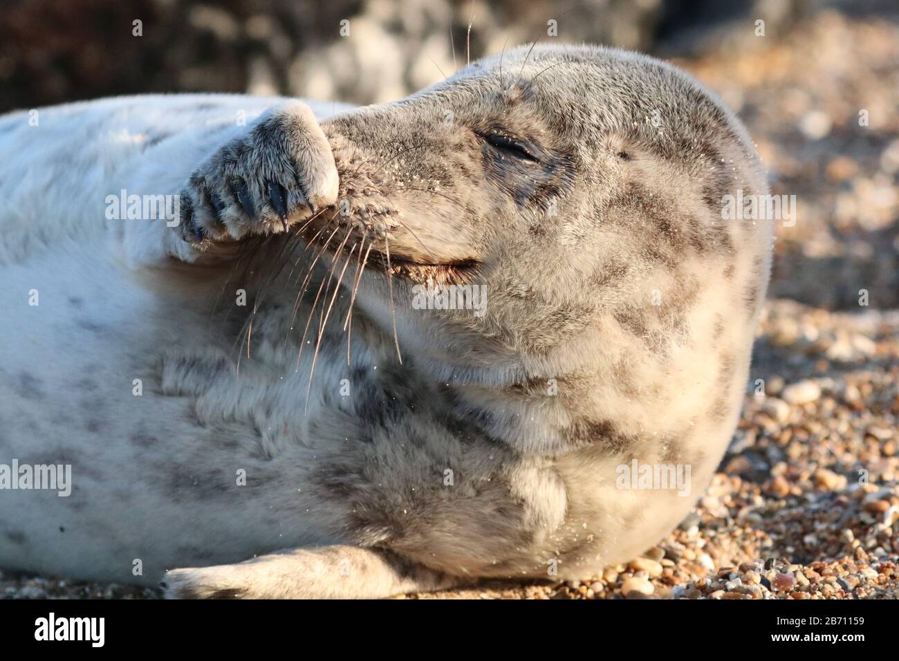 Telecamera di un cucciolo di foca alla riserva naturale di Blakeney Point Foto Stock Telecamera di un cucciolo di foca alla riserva naturale di Blakeney Point Foto Stock