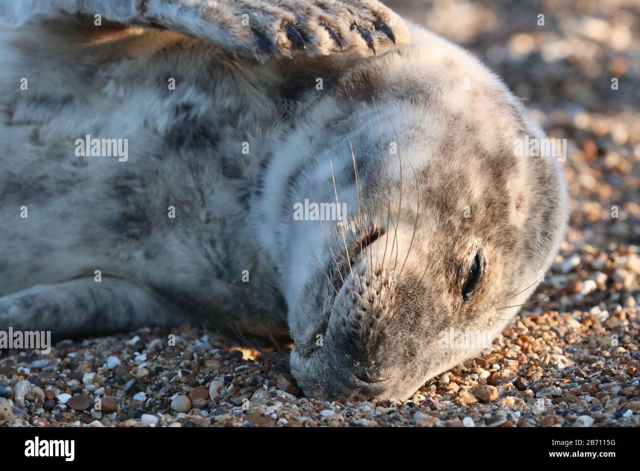 Camera timida sigillo a Blakeney Point Nature Reserve Foto Stock
