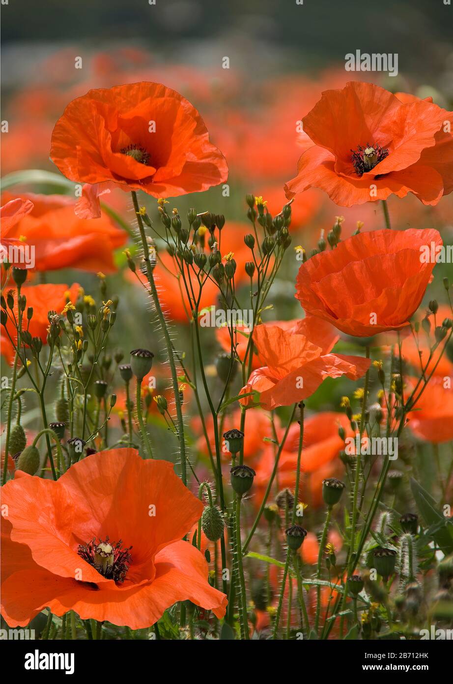 Poppie in campo primo piano Foto Stock