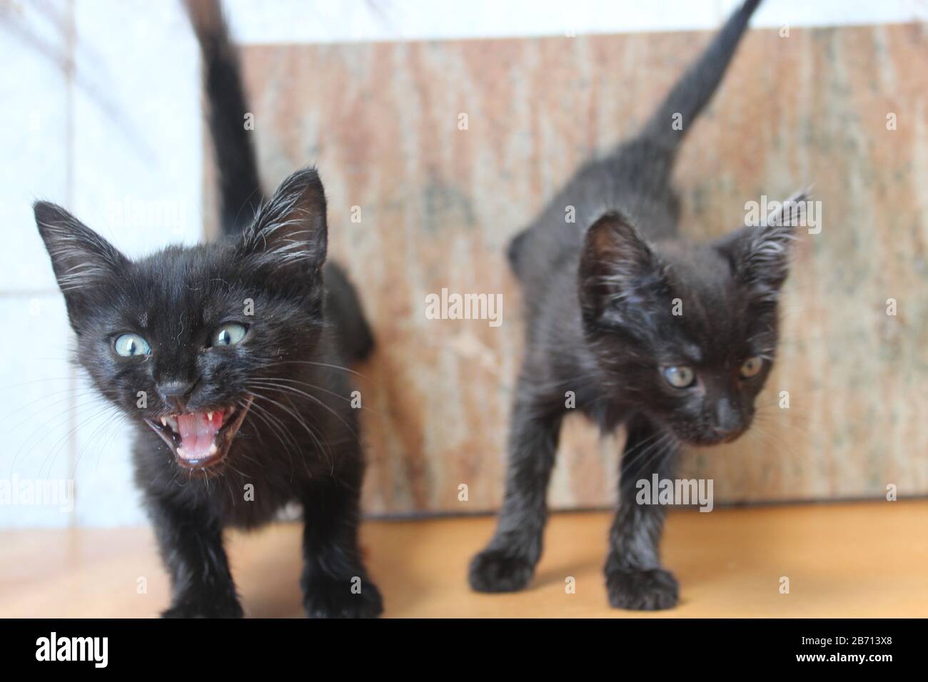 gatti svegli Foto Stock