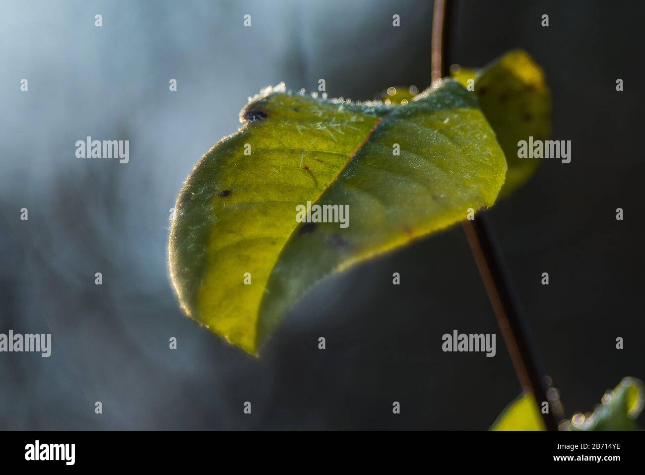 elenco Foto Stock