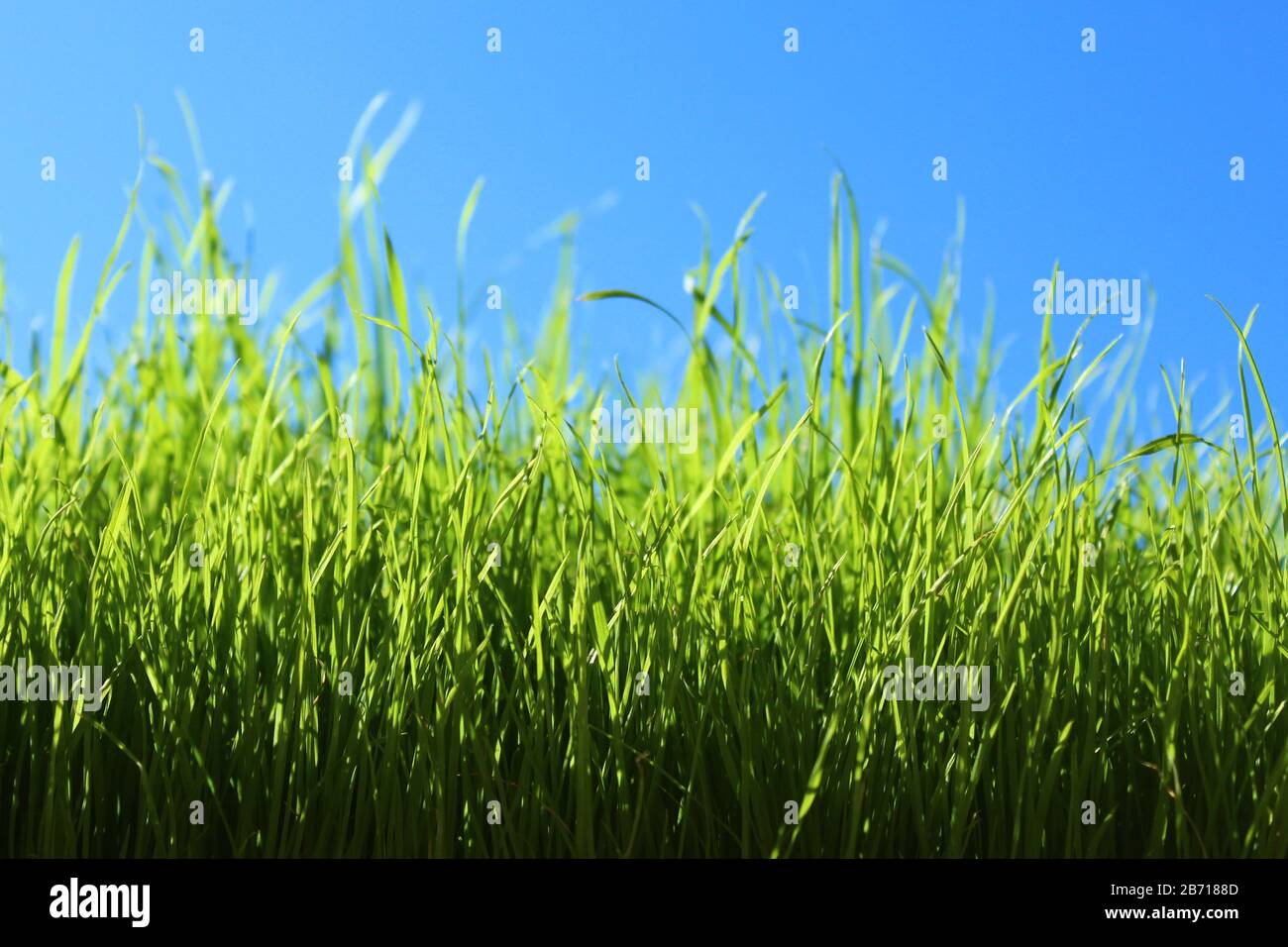 L'immagine mostra l'erba di fronte al cielo verde senza nuvole Foto Stock