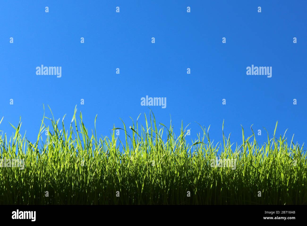 L'immagine mostra l'erba di fronte al cielo verde senza nuvole Foto Stock