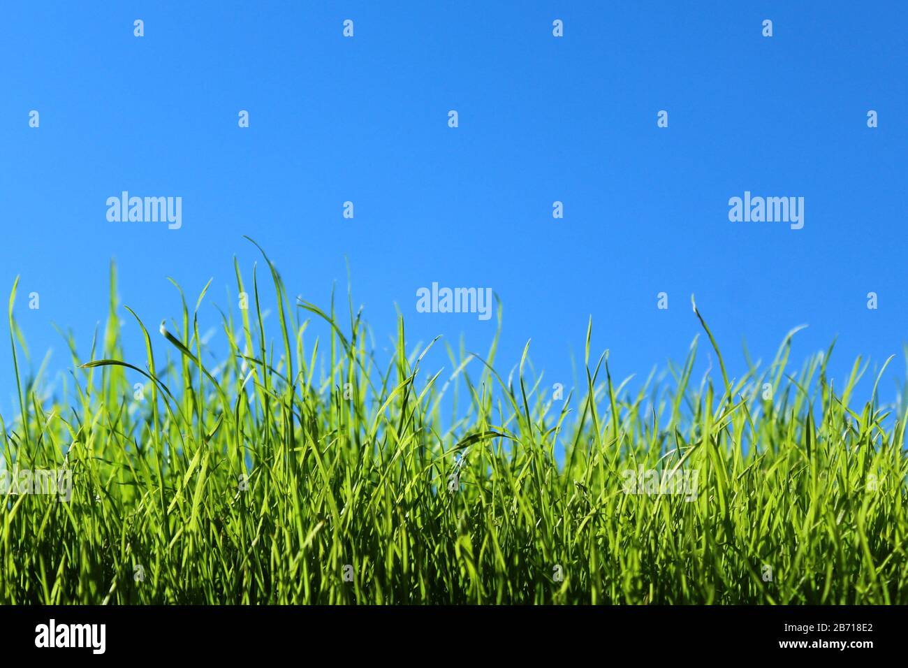L'immagine mostra l'erba di fronte al cielo verde senza nuvole Foto Stock