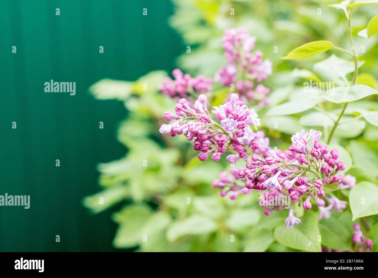 Rami con grappoli fioriti di lilla nel giardino selective focus.Bush con grappoli fioriti di rosa, lilla viola. Una bella sping fiori Foto Stock