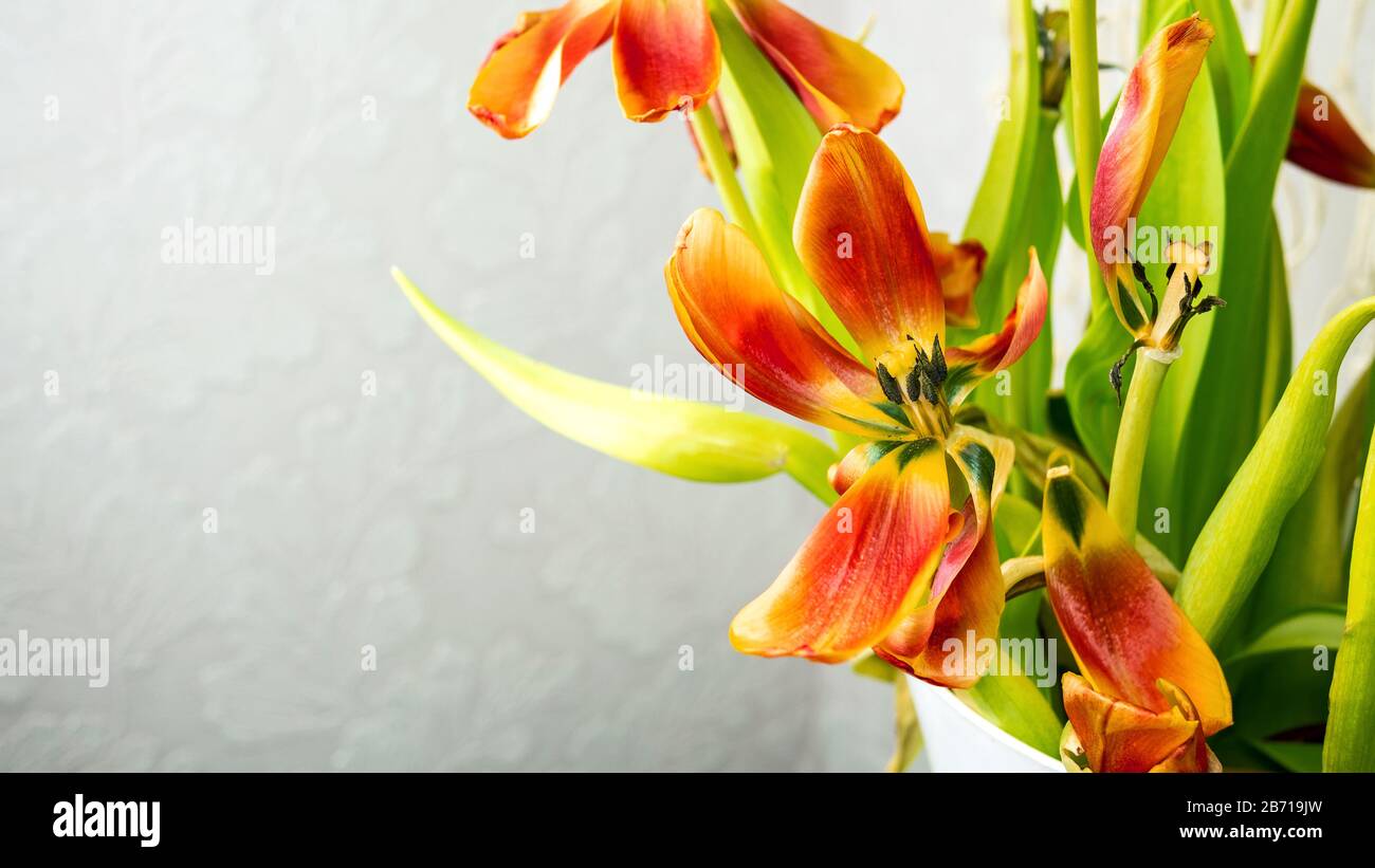 Bouquet di tulipani appassiti rossi con petali volanti su sfondo grigio chiaro. Spazio di copia per il testo. Messa a fuoco selettiva. Primo piano. Foto Stock