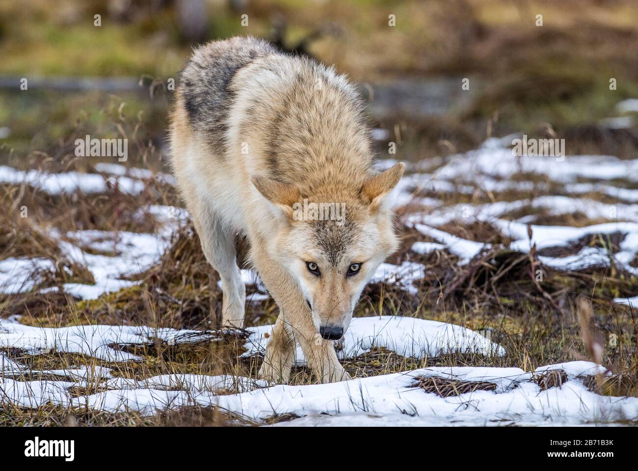 Lupo eurasiatico, noto anche come lupo grigio o grigio, noto anche come lupo in legno. Vista frontale. Nome scientifico: Canis lupus lupus. Habitat naturale. Autunno Foto Stock