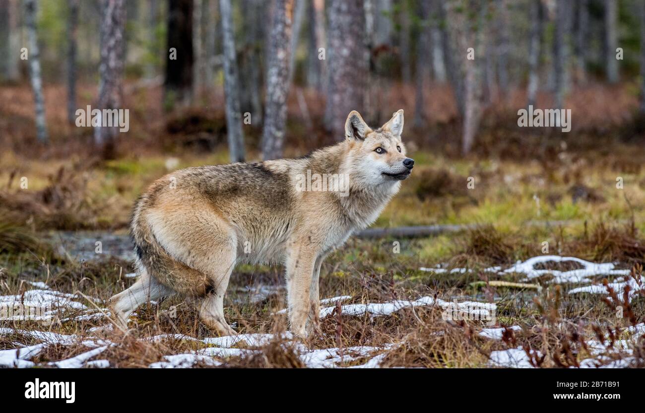 Un lupo si insinua nella foresta autunnale. Lupo eurasiatico, noto anche come lupo grigio o grigio, noto anche come lupo in legno. Nome scientifico: Canis lupus l Foto Stock