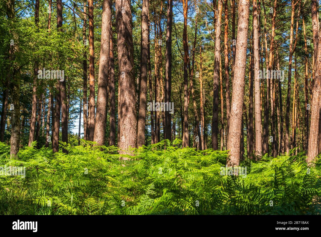 Alberi soleggiato nella foresta, felci a terra, Germania Foto Stock