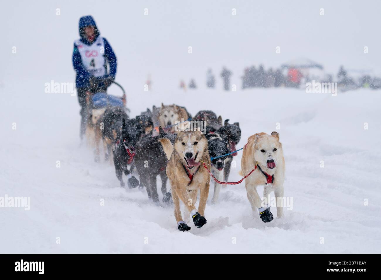 Musher Kristy Berington gareggia nella 48a corsa di cani da slitta di Iditarod Trail nell'Alaska sud-centrale. Foto Stock