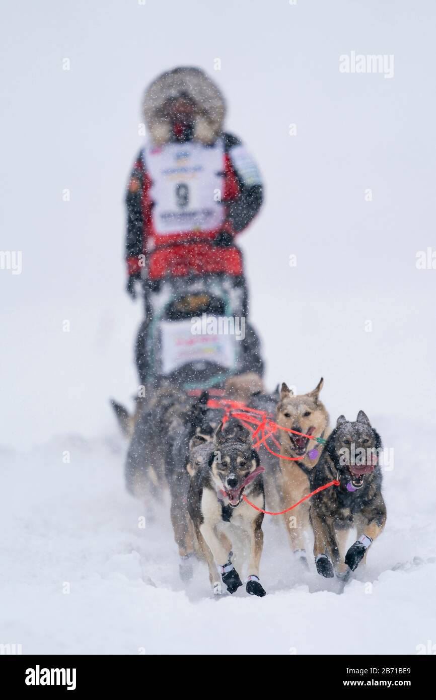 Musher Peter Kaiser in competizione nella 48a corsa di cani da slitta di Iditarod Trail nell'Alaska sud-centrale. Foto Stock