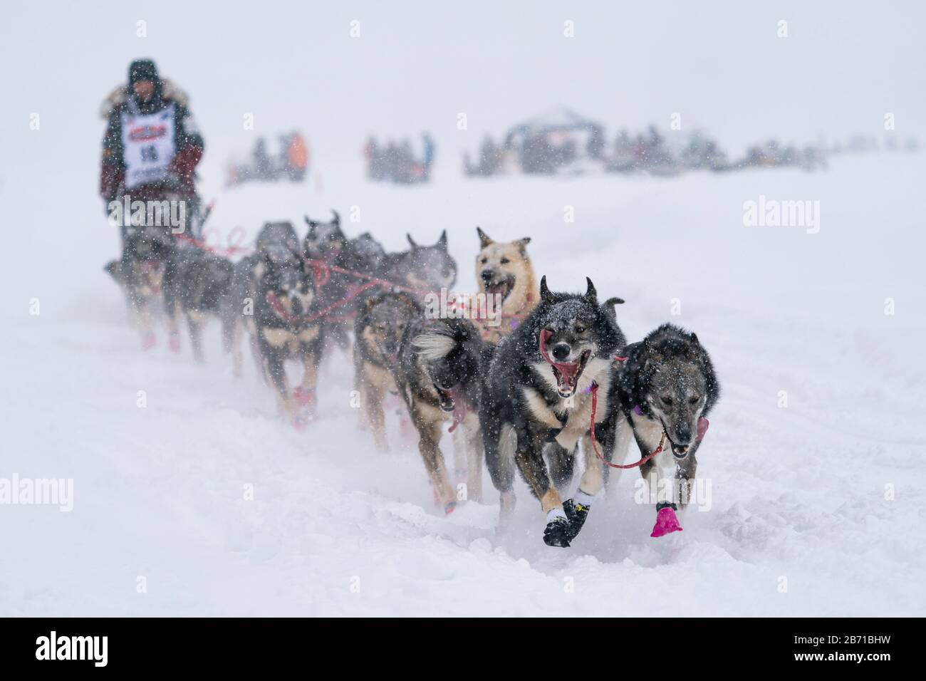 Musher Richie Diehl gareggia nella 48a corsa del cane della slitta del percorso di Iditarod nell'Alaska centrale del sud. Foto Stock