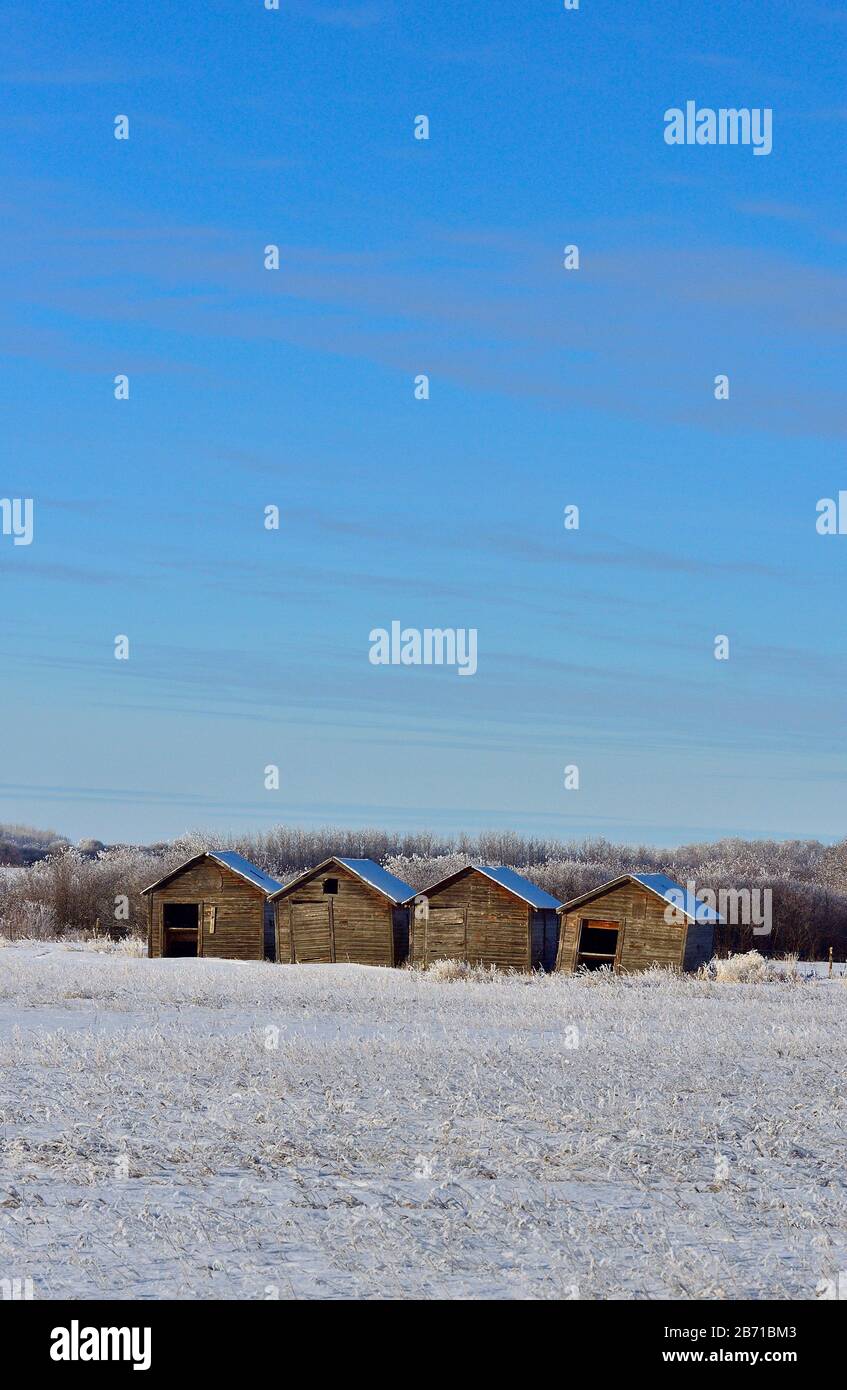 Un'immagine verticale di quattro capannoni di deposito di grano immagazzinati al bordo di un campo di fattoria in Alberta Canada rurale. Foto Stock