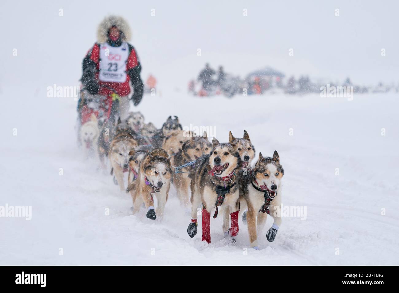 Musher Aily Zirkle in competizione nella 48a corsa di cani da slitta del percorso di Iditarod nell'Alaska sud-centrale. Foto Stock