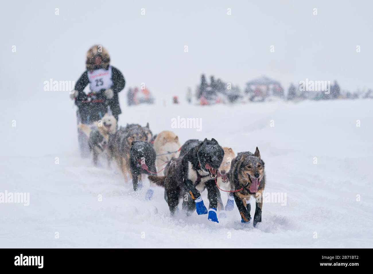 Musher Aaron Burmeister in competizione nella 48a corsa di cani da slitta del percorso di Iditarod nell'Alaska sud-centrale. Foto Stock
