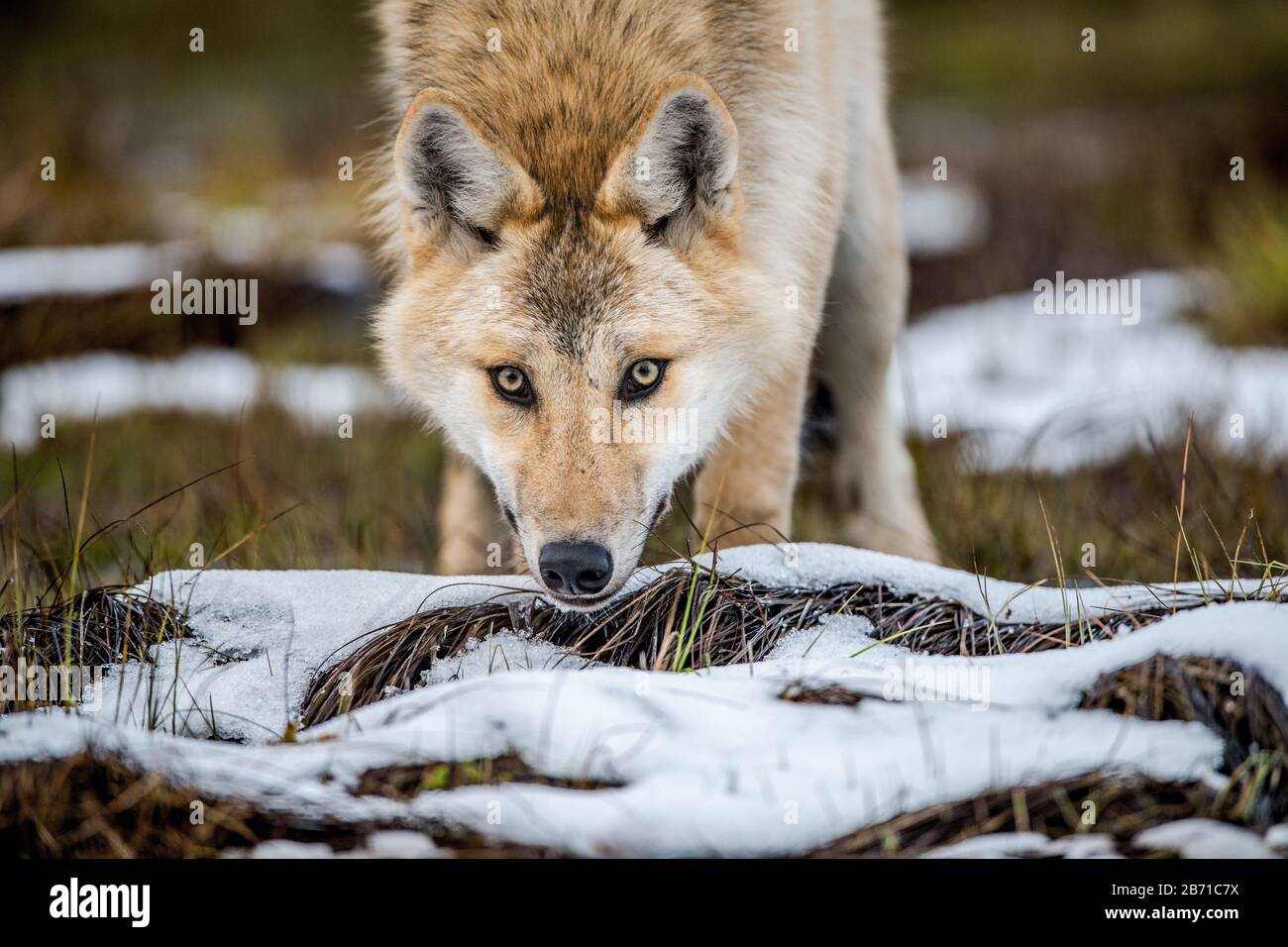 Ritratto Сlose-up di un lupo. Lupo eurasiatico, noto anche come lupo grigio o grigio, noto anche come lupo in legno. Nome scientifico: Canis lupus lupus. Natura Foto Stock