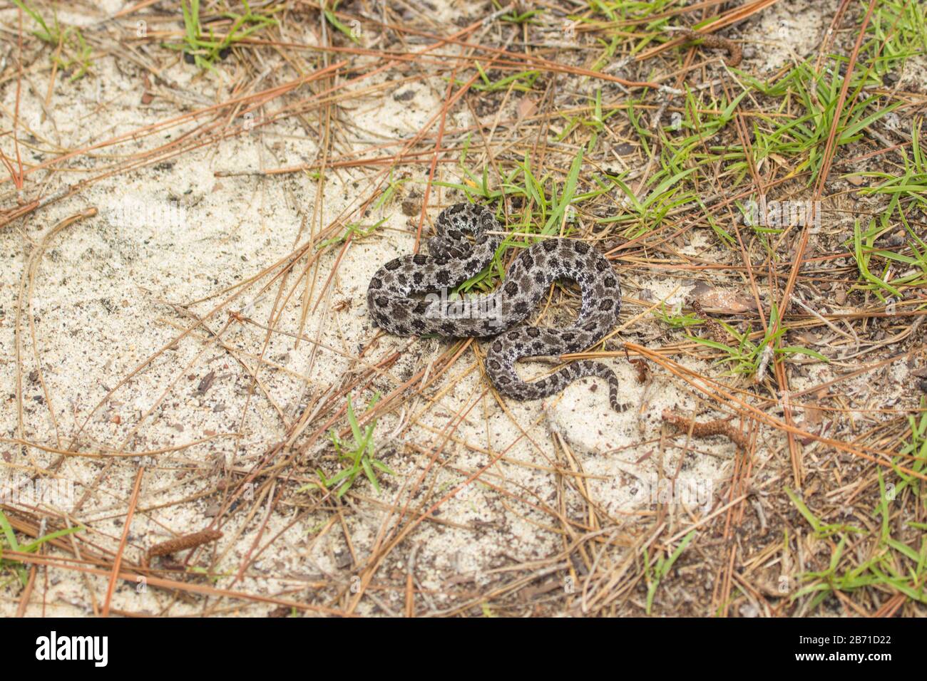 Serpente di sonaglino (Sistrurus miliarius) im Okaloosa County, Florida, Stati Uniti Foto Stock