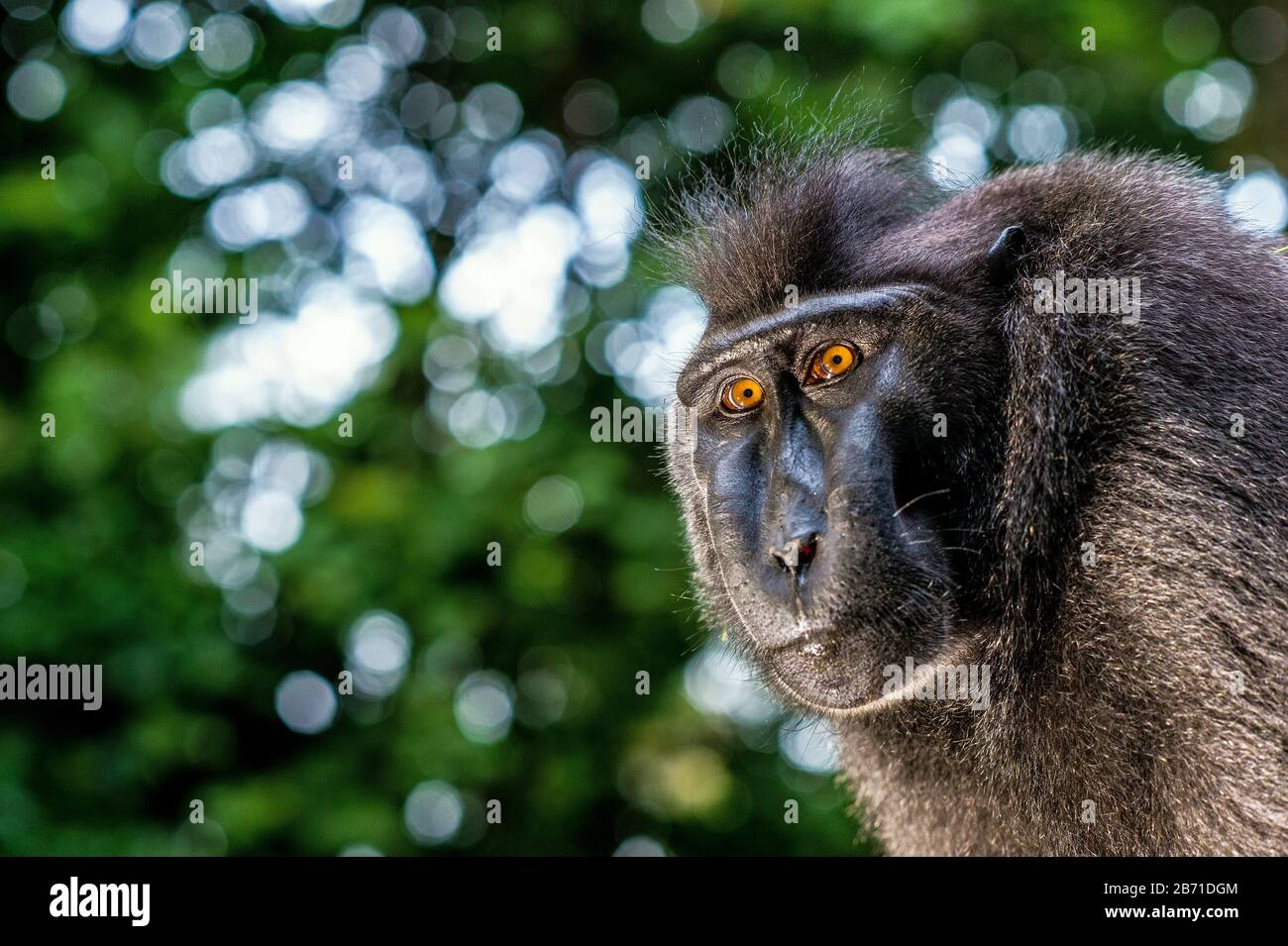 Il Celebes macaque satinato . Primo piano verticale, vista frontale. Macaco nero crestato, macaco crestato Sulawesi, o la ape nera. Habitat naturale. Sulaw Foto Stock