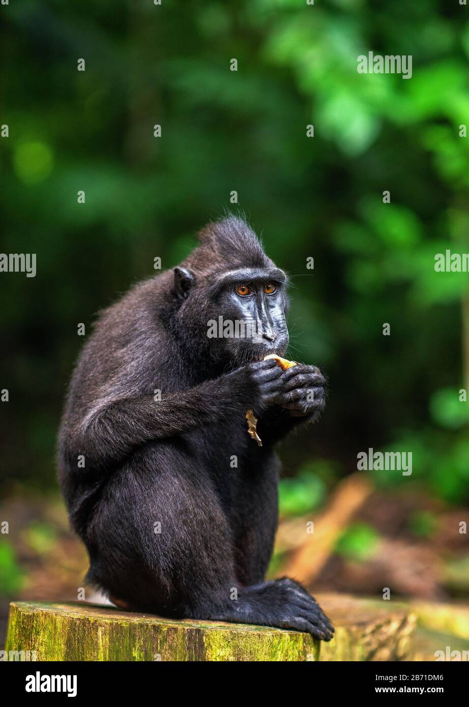Il Celebes macaque crestato mangiare. Celebes macaco crestato nella foresta. Macaco nero crestato, macaco crestato Sulawesi, o la ape nera. Naturale Foto Stock