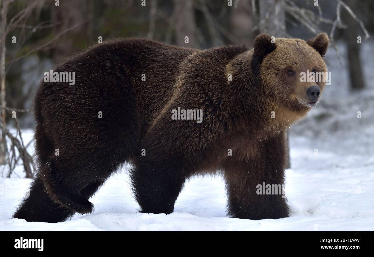 Orso bruno nella foresta invernale. Nome Scientifico: Ursus Arctos. Habitat Naturale. Foto Stock