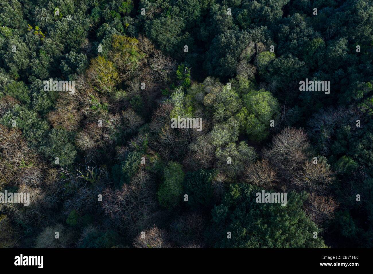 Veduta aerea della campagna e della foresta di querce cantabriche nella Valle di Liendo, Liendo, Mar Cantabrico, Cantabria, Spagna, Europa Foto Stock