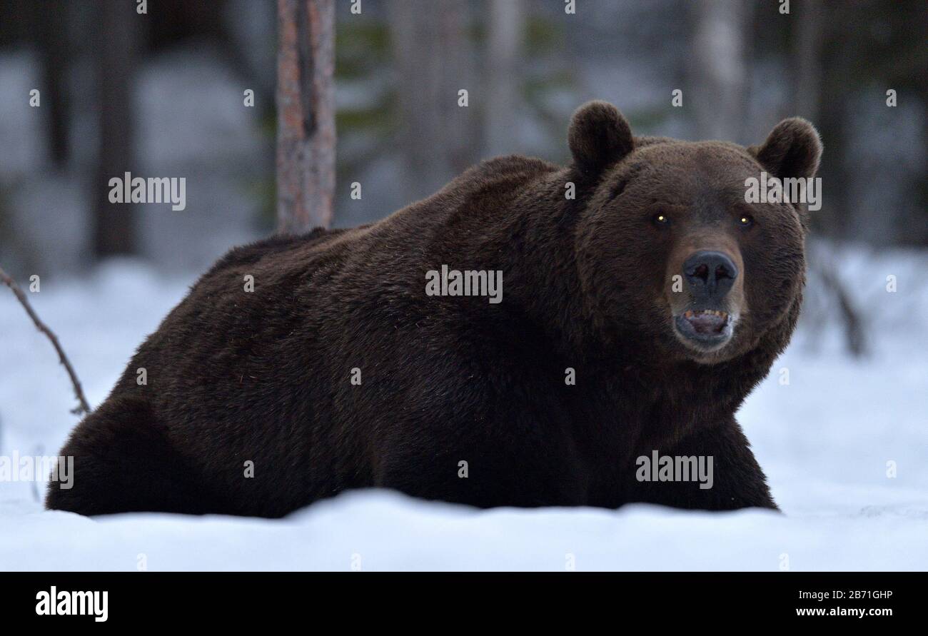 Grinning Orso con bocca aperta si trova nella neve nella foresta invernale di notte. Grande adulto maschio di orso marrone, Nome scientifico: Ursus Arctos. Abitudine Naturale Foto Stock