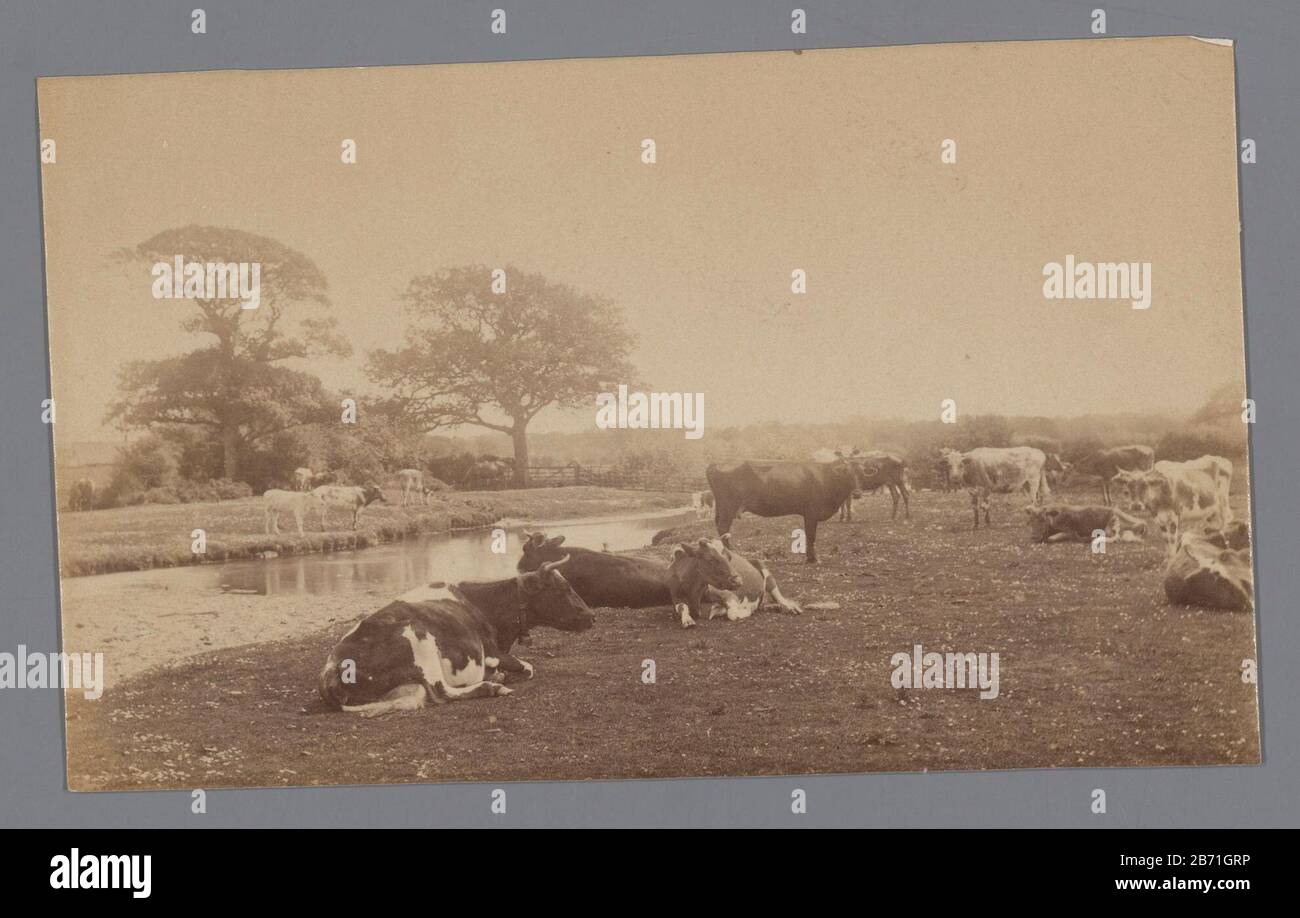 Landschap met koeien langs waterkant Landscape with cows along Waterfront Property type: Picture Item number: RP-F 00-6102 Iscrizioni / marchi: Iscrizione verso a matita: 'Cattle Study // Brok Hand River (?) ',' Hand 'Not good leggibili inscription verso, matita 'q q q', Manufacture Creator: Photographer: Anonymous date: CA. 1875 - ca. 1890 caratteristiche Fisiche: Albume materiale di stampa: Carta Tecnica: Albume dimensioni di stampa: Foto: H 97 mm × W 156 mm Foto Stock