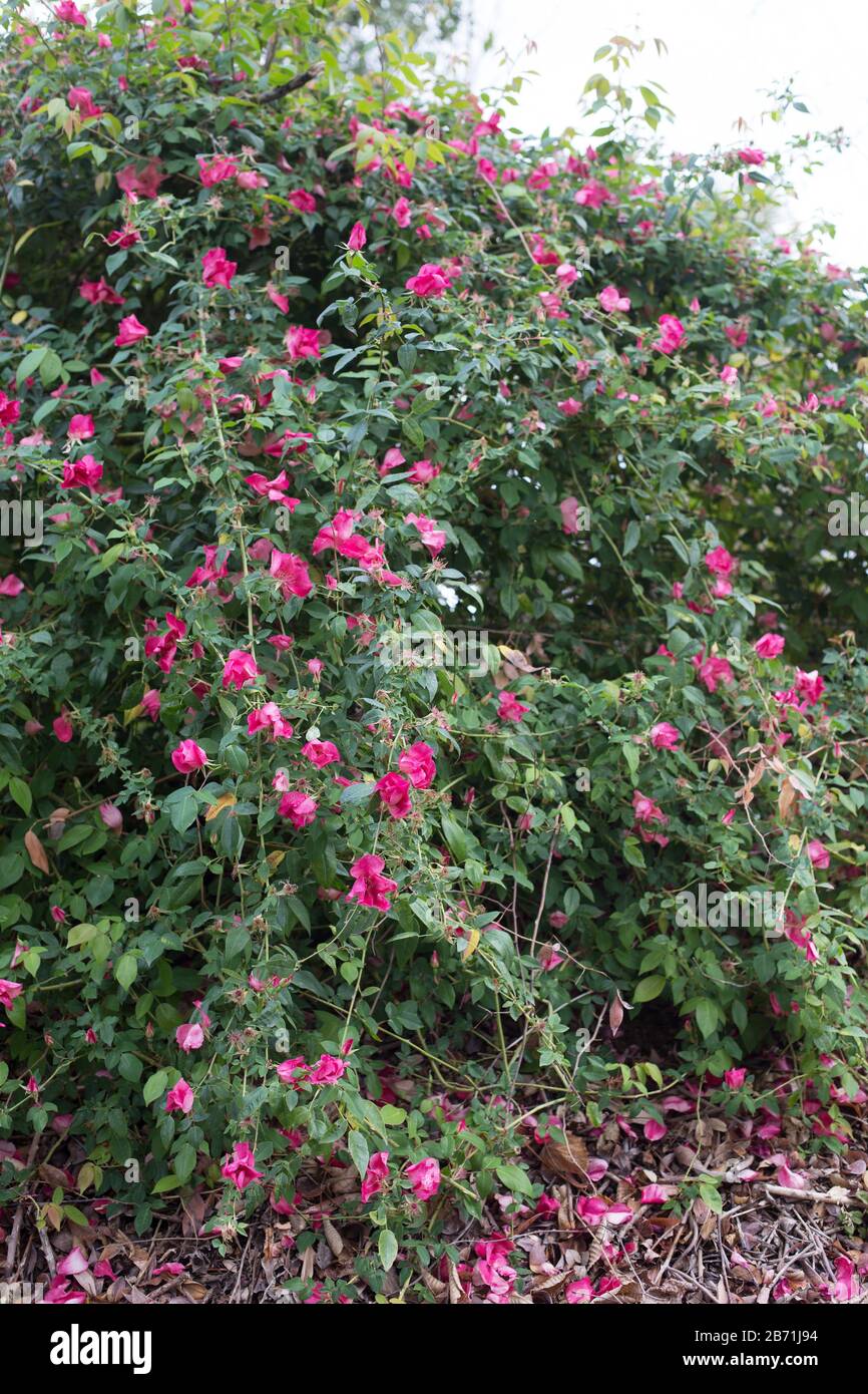 Rosa chinensis var. Spontanea. Foto Stock