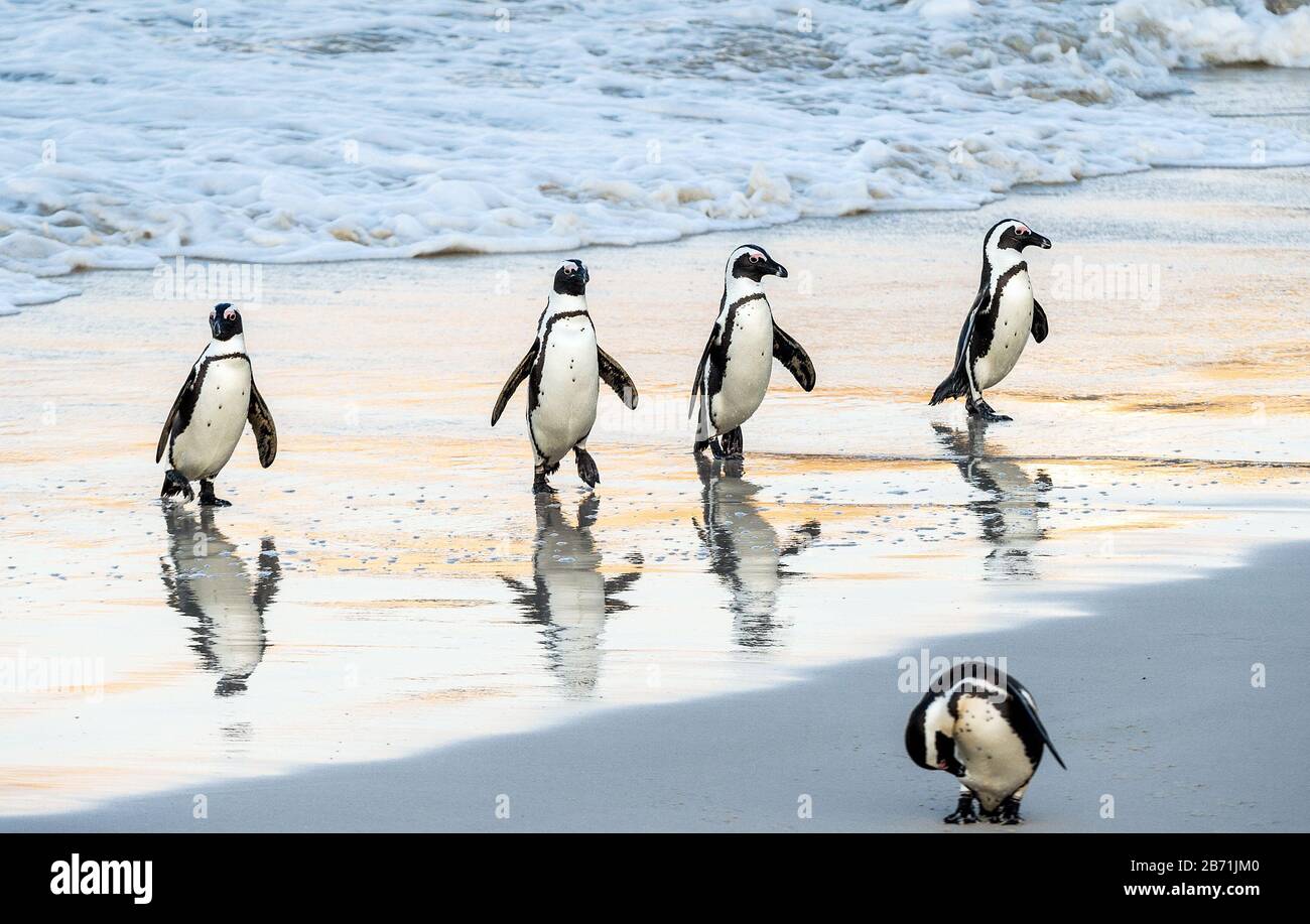 I pinguini africani camminano fuori dall'oceano verso la spiaggia di sabbia. Pinguino africano conosciuto anche come pinguino di sciacalli, pinguino a piedi neri. Nome scientifico: S Foto Stock