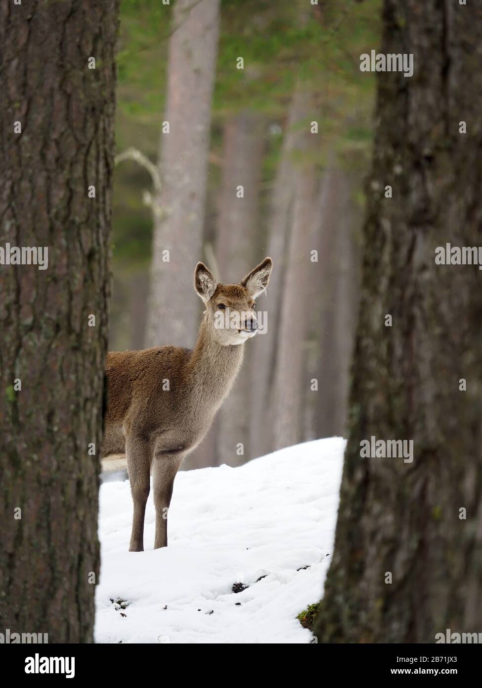 Cervo rosso, Cervus elaphus, femmina single nella neve, Scozia, marzo 2020 Foto Stock