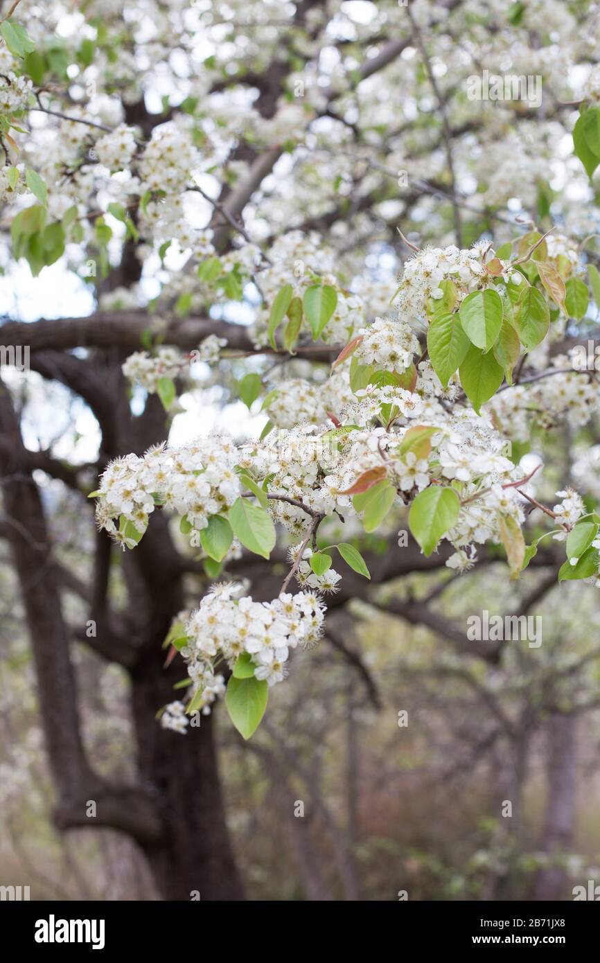 Pyrus pashia - Pero Himalayano selvatico. Foto Stock