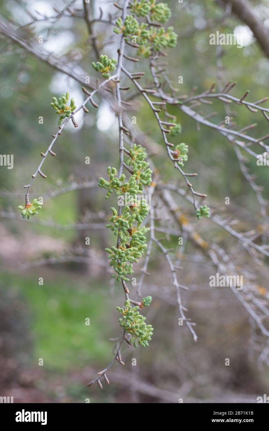 Primo piano di Pseudolarix amabilis. Foto Stock