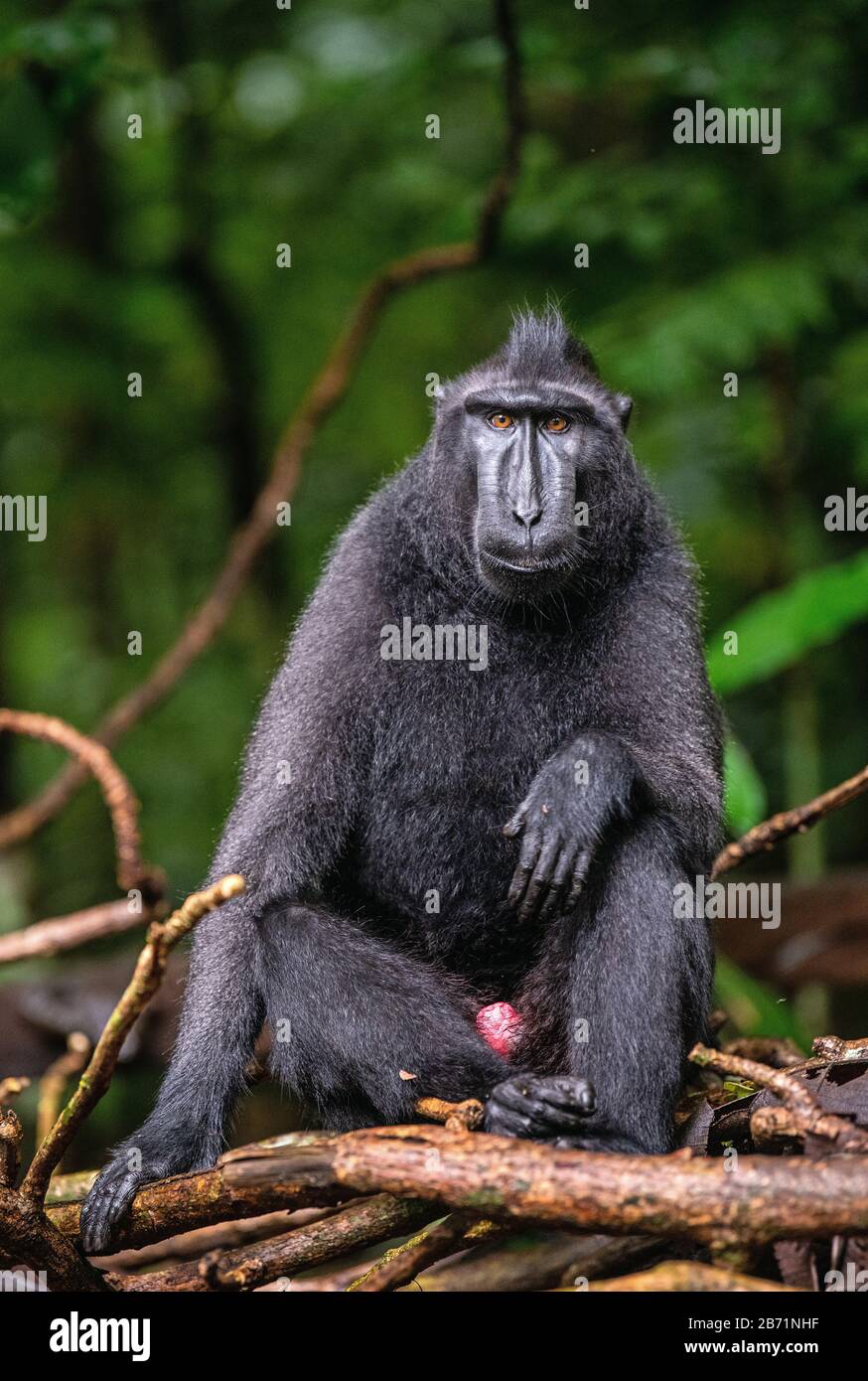 Il Celebes macaque crestato sull'albero. Sfondo verde naturale. Macaco nero crestato, macaco crestato Sulawesi, o la ape nera. Habitat naturale. Foto Stock
